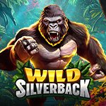 Wild Silverback