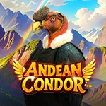 Andean Condor
